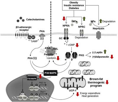 Heart Failure With Preserved Ejection Fraction and Adipose Tissue: A Story of Two Tales